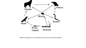 We have a nice collection of food themed worksheets. Food Chains And Food Webs Practice Khan Academy