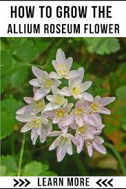 Allium Roseum Flower Plants Aquatic Plants Allium