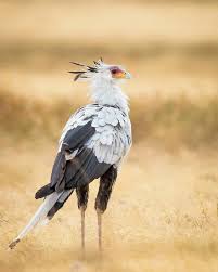 The secretary bird (sagittarius serpentarius) is a large raptor related to hawks and eagles. Secretary Bird Is The Most Gorgeous Bird In The World Deserves Her Own Animated Movie