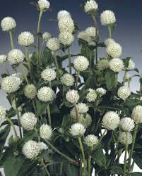 Image result for Gomphrena globosa