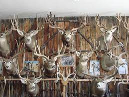 Whitetail hunters have plenty of room to stretch their legs. Mule Deer Mount Trophies Deer Decor Painted Deer Skulls Deer Skull Mount