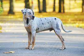 Louisiana Catahoula Leopard Dog Steckbrief Charakter Haltung