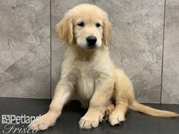 We dog door train, begin crate training plus our puppies. Piv0vq5ehy3gtm