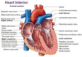 Free online quiz label the heart and blood vessels! Pin On Paramedic Study Guide