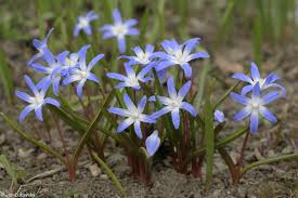 Image result for Xylopia lukei