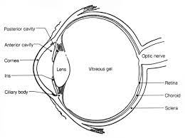 In this skeleton anatomy coloring sheet, you'll learn to tell apart your sacrum from sternum in no time. Anatomy Of The Eye Human Eye Anatomy Owlcation