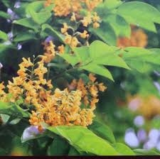 Image result for Pterocarpus indicus