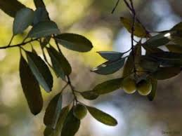 Image result for Elaeodendron matabelicum
