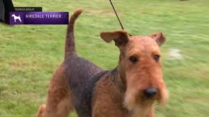 Breeders of merit are denoted by level in ascending order of: Airedale Terriers Breed Judging 2021 Youtube