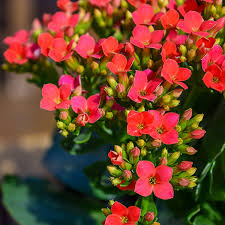 Image result for Kalanchoe dyeri