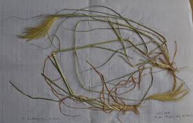 Image result for Enteropogon prieurii