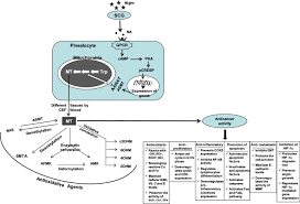 He has operated on many celebrities, including roy emerson, hall of fame tennis pro. Melatonin An Endogenous Miraculous Indolamine Fights Against Cancer Progression Springerlink