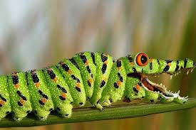 Some caterpillars are colorful, others are camouflaged. Ten Of The Worlds Rarest Species Of Caterpillars And Where To Find Them Rare Species Species Caterpillar Pictures