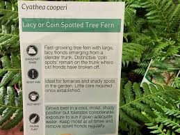 Image result for Cyathea cf. humilis