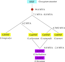 Image result for Gossypioides kirkii