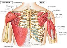 The term upper arm is redundant in anatomy, but in informal usage is used to distinguish between the two terms. Back Muscles Anatomy Bodybuilding Upper Back Anatomy For Training Photo Guide Longissimus Muscle 3d Medical Vector Illustration On White Kumpulan Alamat Grapari Telkomsel Dan Alamat Bank