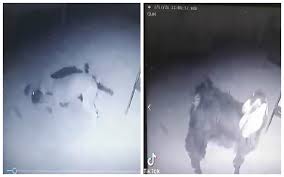 حزب الله يصدر بياناً حول استشهاد علي شبلي في منطقة الجية جنوب بيروت أمس. Ms2 Gbzuuh8im