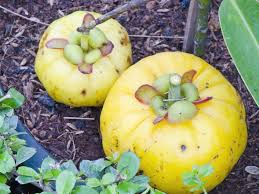 Image result for Garcinia buchneri