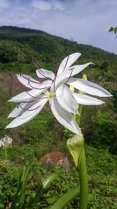 Image result for Crinum paludosum