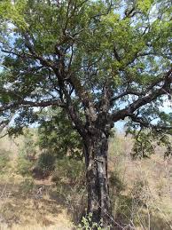 Image result for Diospyros mespiliformis