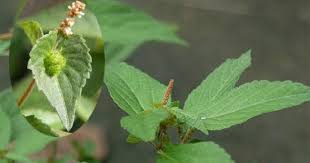 Image result for Acalypha lanceolata