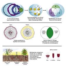 Now's your chance with the delaware intellectual property business creation. Innovation Conservation And Repurposing Of Gene Function In Root Cell Type Development Sciencedirect