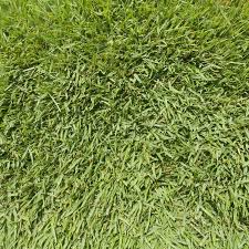 It takes a long time to put all the plugs in the ground with no results! Atlanta Sod Farms Sod Detail Meyer Zoysia
