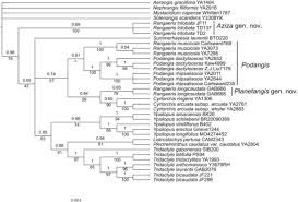 Image result for Tridactyle anthomaniaca