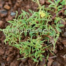 Image result for Chamaecrista mimosoides
