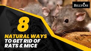 8 Natural Ways To Get Rid Of Rats Mice Without Harming Them Humane Home Remedies For Pests Youtube