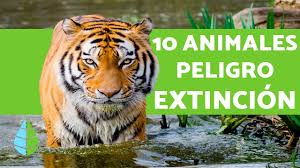 Resultado de imagen de fotos de animales en peligro de extinción