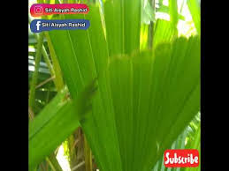 Ia berbeza dengan ketupat daun atau nasi dari segi bentuk, saiz, penggunaan daun membalut dan beras pulut. Pokok Daun Palas Ketupat Palas The Leaves Of The Palate The House Youtube