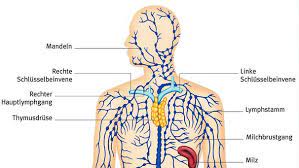 Lymphknoten sind in das lymphgefäßsystem zwischengeschaltet. Lymphsystem Abfalltransport Durch Den Korper Br Wissen