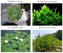 Pond Water Food Web Producers: How They Support the Ecosystem
