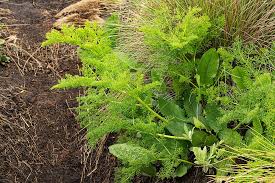 Image result for Afrosciadium rhodesicum