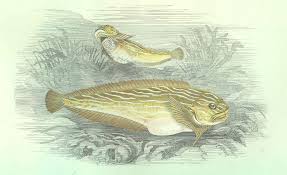 Image result for Liparis nyikana