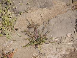 Image result for Ammannia baccifera