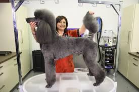 Apricot & white standard poodle for sale. Kitty Talks Dogs How To Groom A Standard Poodle With Snap On Combs Transgroom Pet Care Professionals