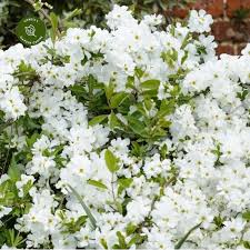 We did not find results for: Exochorda X Macrantha The Bride Cowell S Garden Centre Woolsington