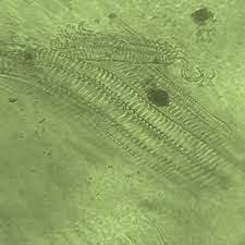 Image result for Morinda lucida