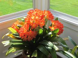 This article is about content that is no longer available. How To Grow And Care For Clivia Dummer Garden Manage Gfinger Is The Best Garden Manage App
