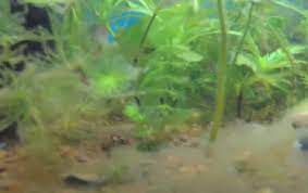 It's not a powdery film, it's just an invisible, extremely thin layer of what i always assumed to be fish body slime. What Is White Cotton Like Stuff In My Aquarium