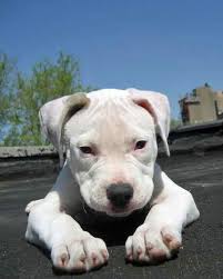 Black And White American Bulldog Mix Zella The American Bulldog In 2020 Pitbull Mix Puppies Puppies