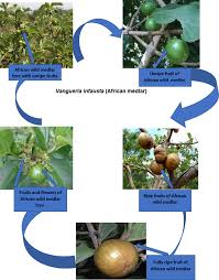 Image result for Vangueria sp.