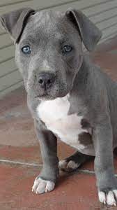 Pin De Brianna Keeling En Dogs Mascotas Bonitas Perros Perros Bonitos