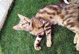 صور قطة من فصيلة سكوتش استريت 2 cats animals