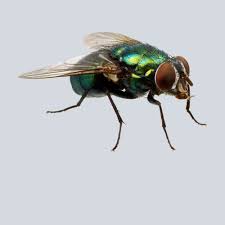 As a result, you do need pest control professionals must have a license or certificate to begin working. Strata Pest Control Precisionpestcontrol