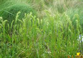 Image result for Poa