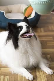 Black And White Maltese Pomeranian Mix Transitioning To Nomnomnow Fresh Food For Dogs Daily Dog Tag Pomchi Puppies Puppies White Pomeranian
