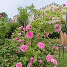 Den kan ofta bli kraftigt angripen av svartfläcksjuka. Rosa Louise Odier Old Rose Louise Odier Uploaded By Boelmaria